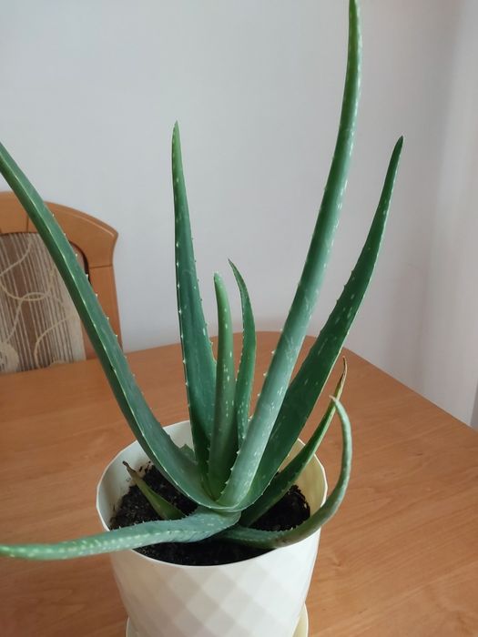 Aloes leczniczy duzy