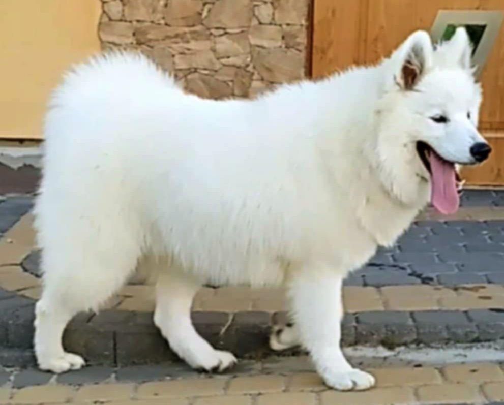 Samoyed piesek .