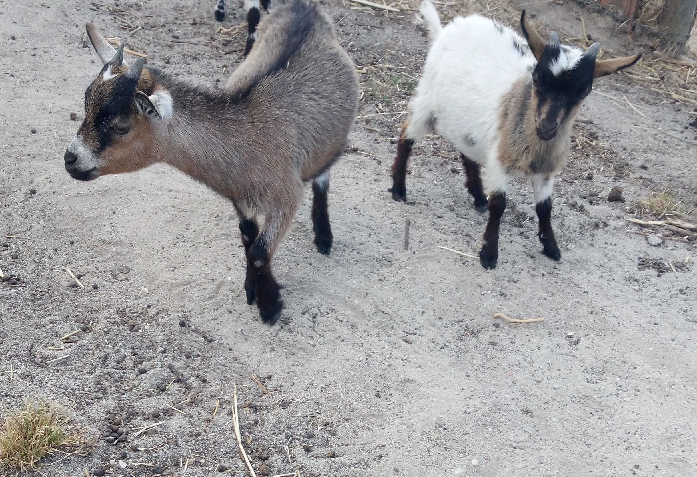 Chibos e Cabras anãs