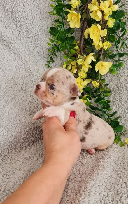 Excelente merle Chihuahua/Chiuaua de Qualidade