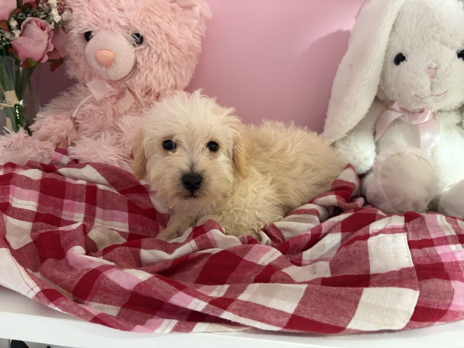 Chłopiec Maltipoo Maltańczyk i Pudel Toy gotowy do zmiany domku