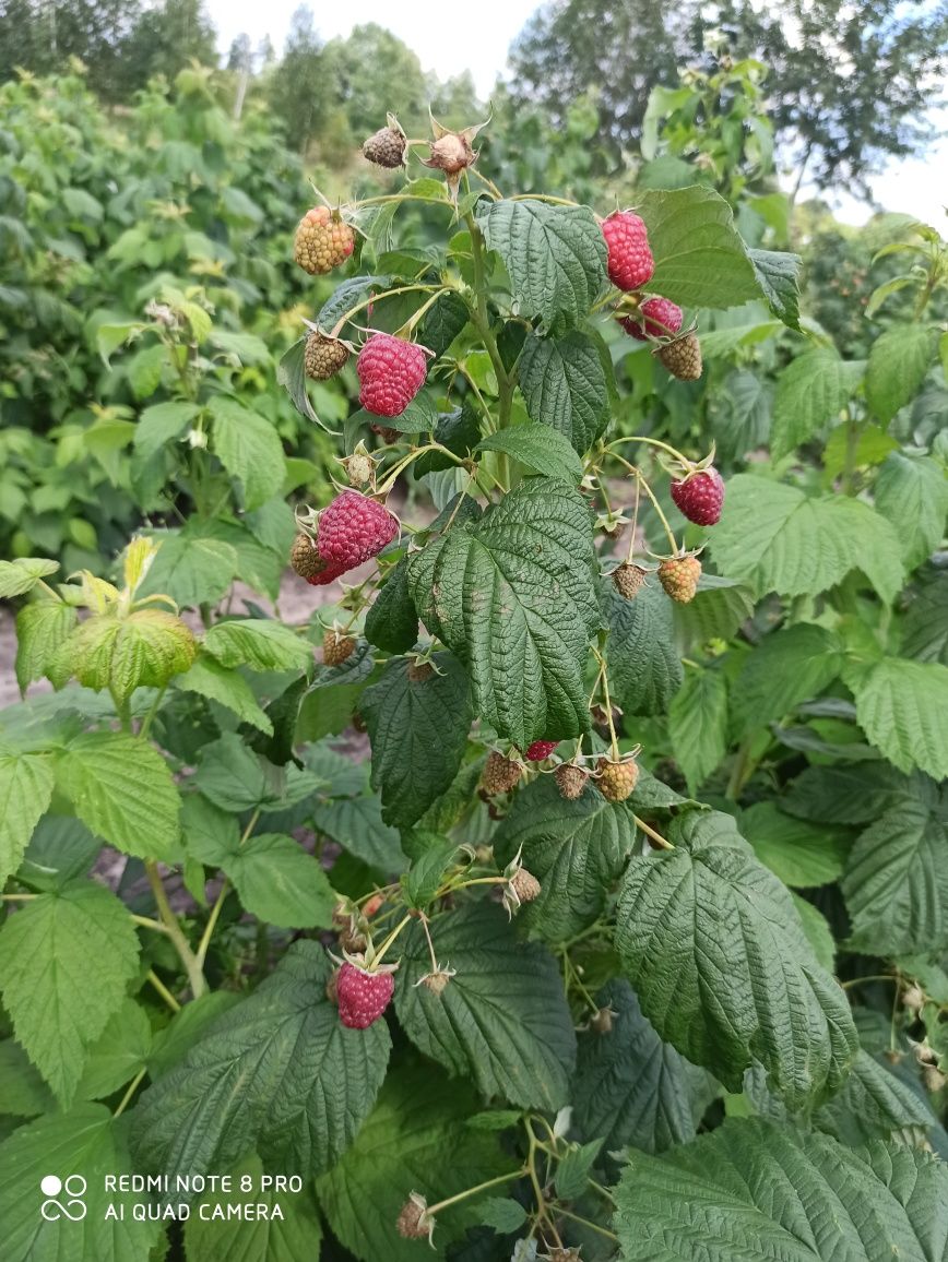 Продам саджанці малини