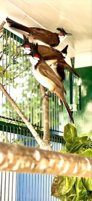 Casal de Bull Bull reprodutor