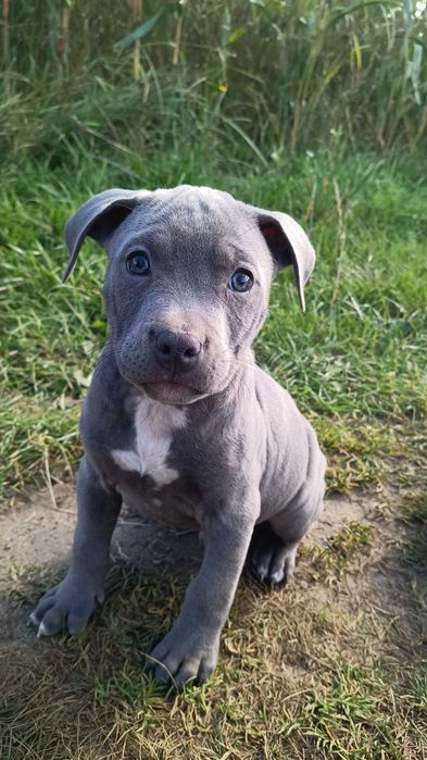 Amstaff samiec błękitny