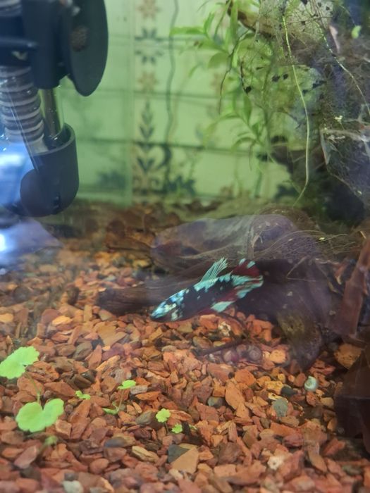 Bettas Avatar Galaxy juvenis