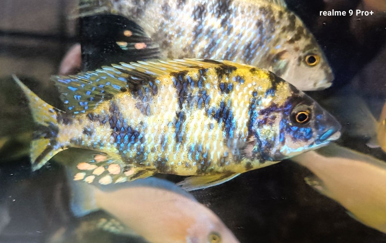 Aulonocara calico