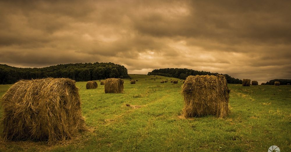 Продам сіно в рулонах