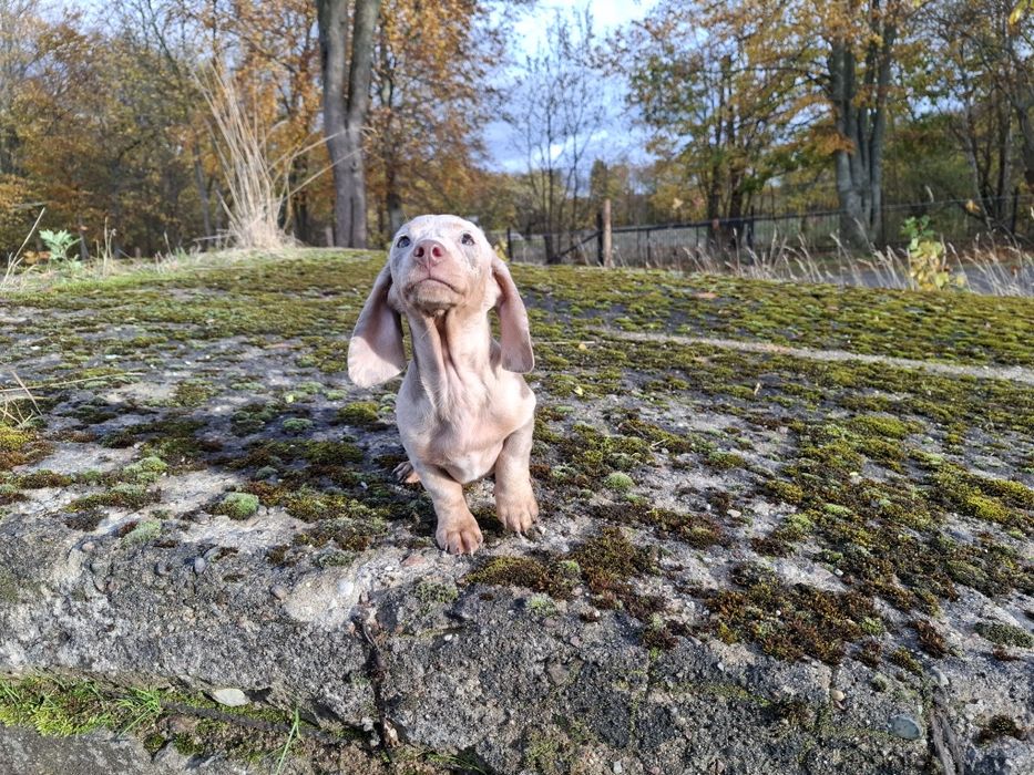 jamnik miniaturowy piesek