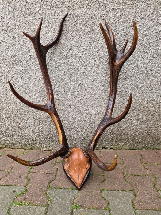 Poroże jelenia do zawieszenie