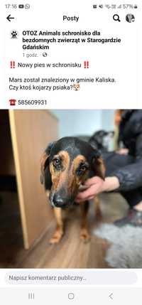 Pies znaleziony w gminie kaliska