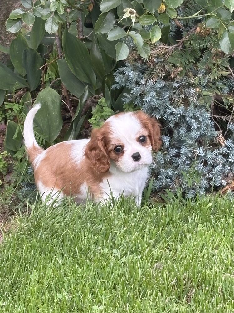 Cavalier King Charles Spaniel ZkwP FCI