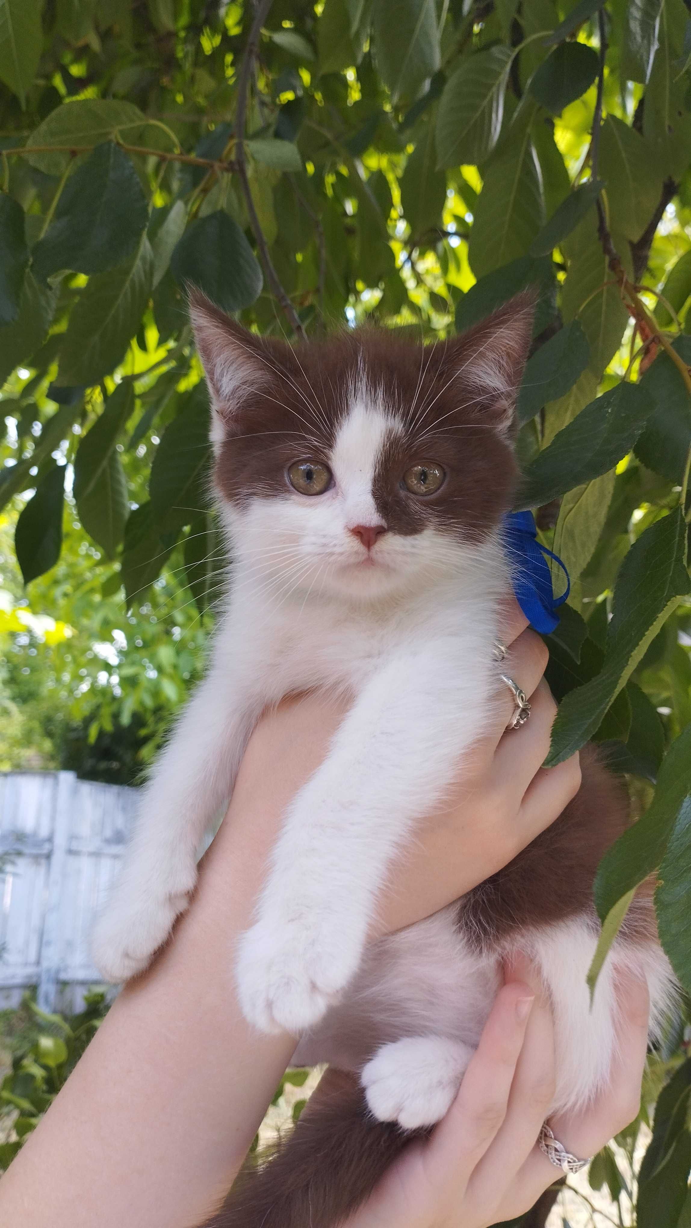 Пухнастий шотландський  котик