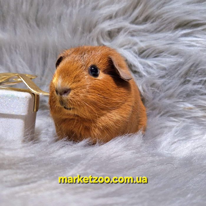Морська свинка дівчинка руденька висловуха красуня
