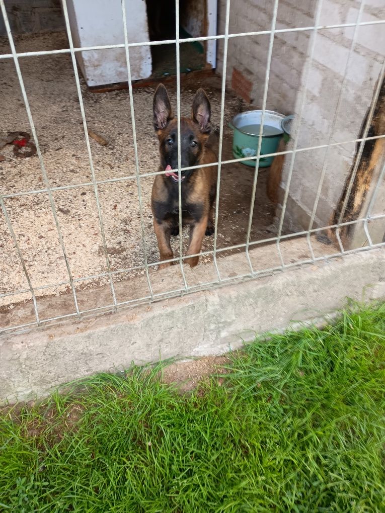 Owczarek belgijski malinois