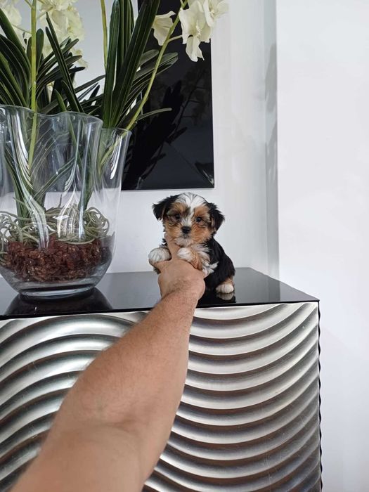 Yorkshire Terrier  Miniatura MACHO TRICOLOR