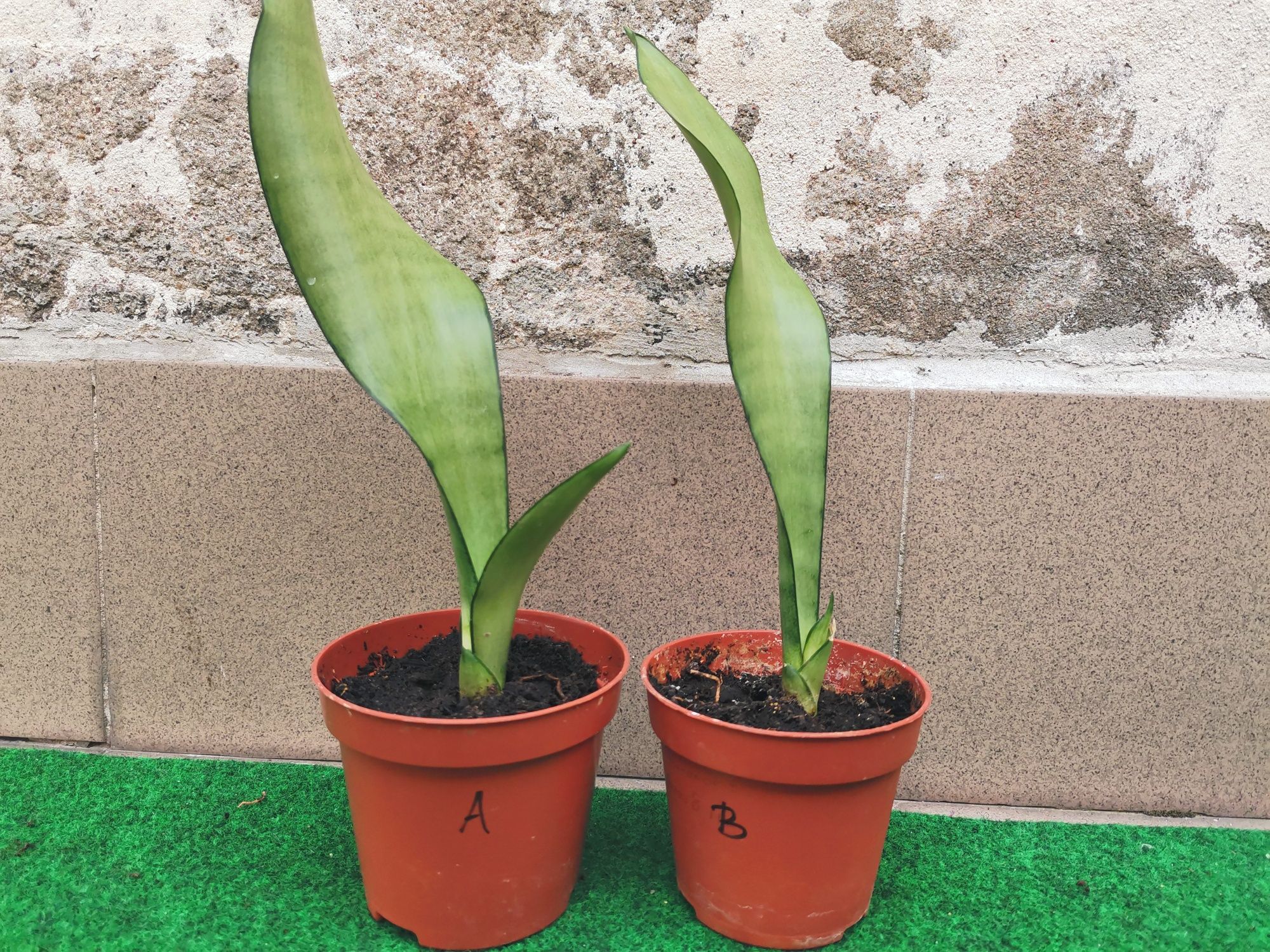 Sanseveria Trifasciata Moonshine sadzonki bejbiki w doniczce wężownica