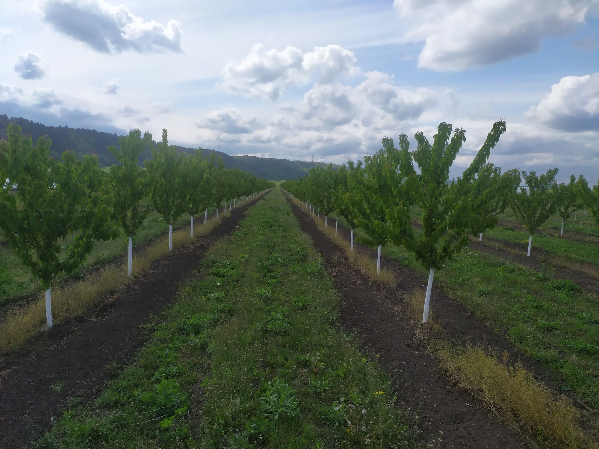 Продам саджанці і рози