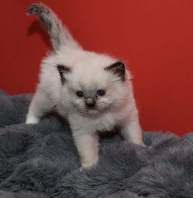 Kocurek rasy Ragdoll