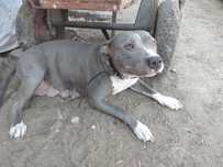 Suka amstaff wydam