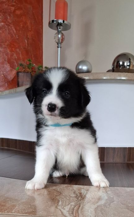 Border collie pies