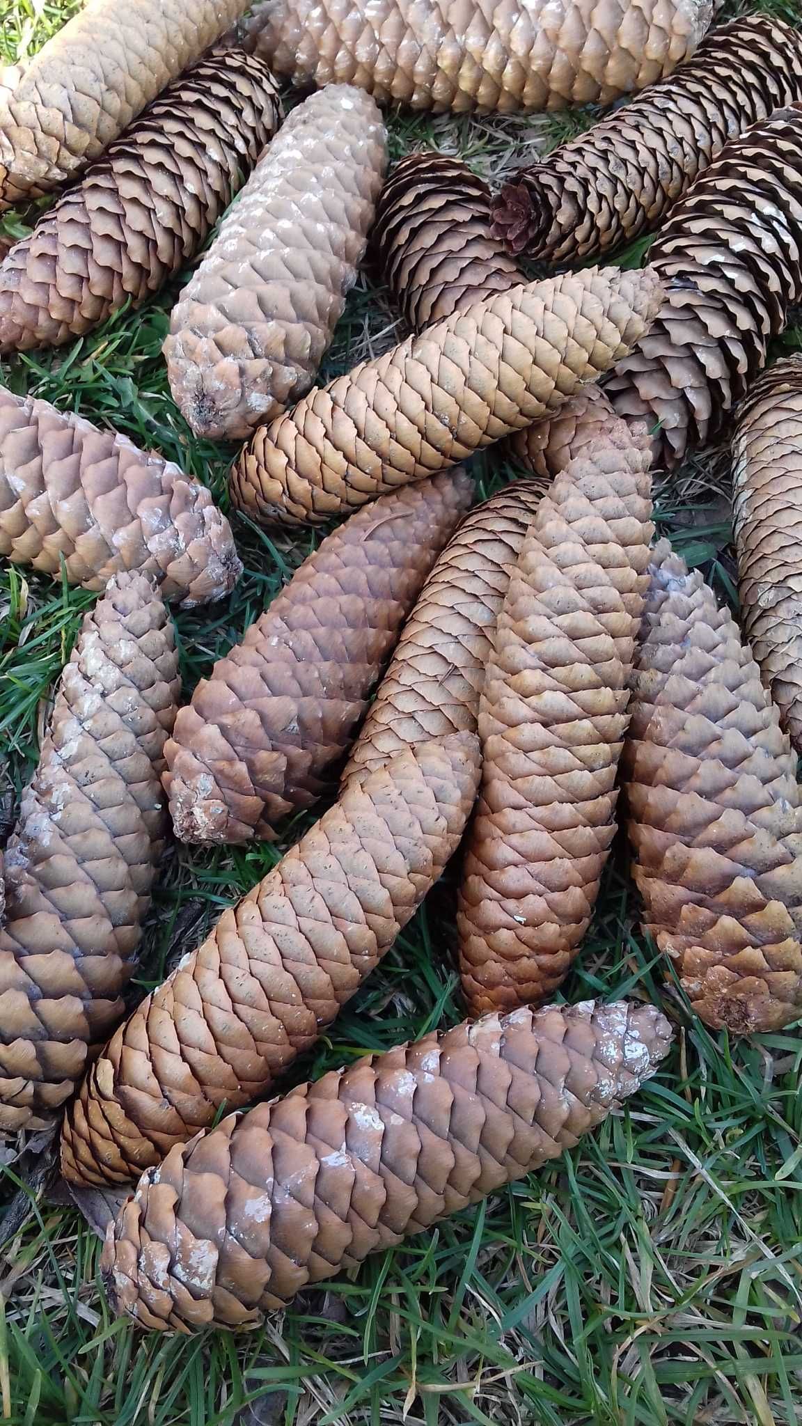 Szyszki świerkowe żywe, na ozdoby, do rękodzieła, 80 sztuk