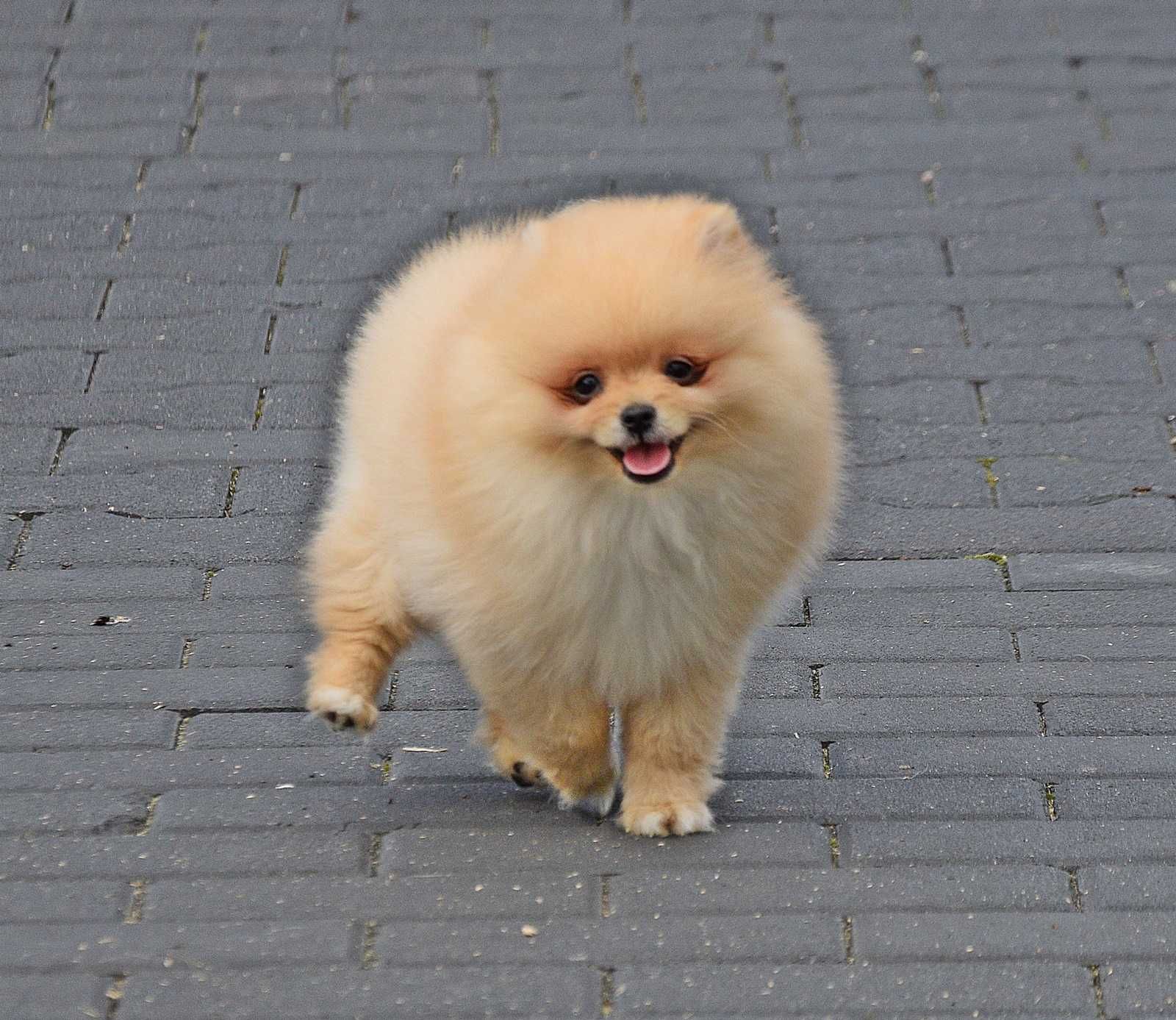 Piesek Pomeranian- Oskar- gotowy na kochający dom