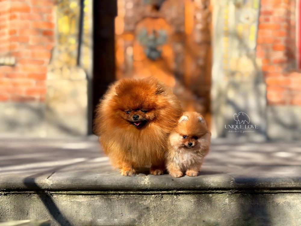 Reproduktor Zkwp Szpic Miniaturowy Pomeranian UNIQUE LOVE FCI