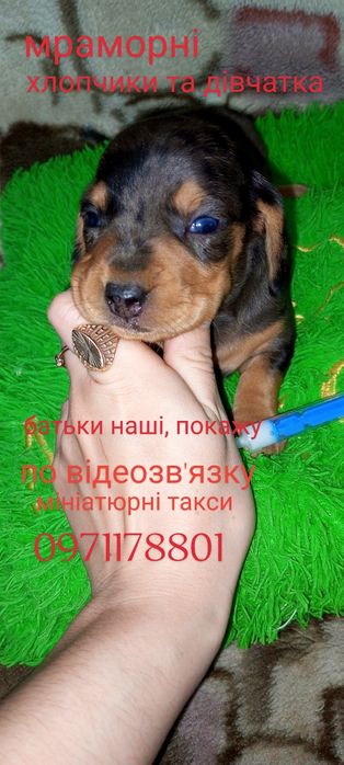Мініатюрні чистокровні мраморні такси