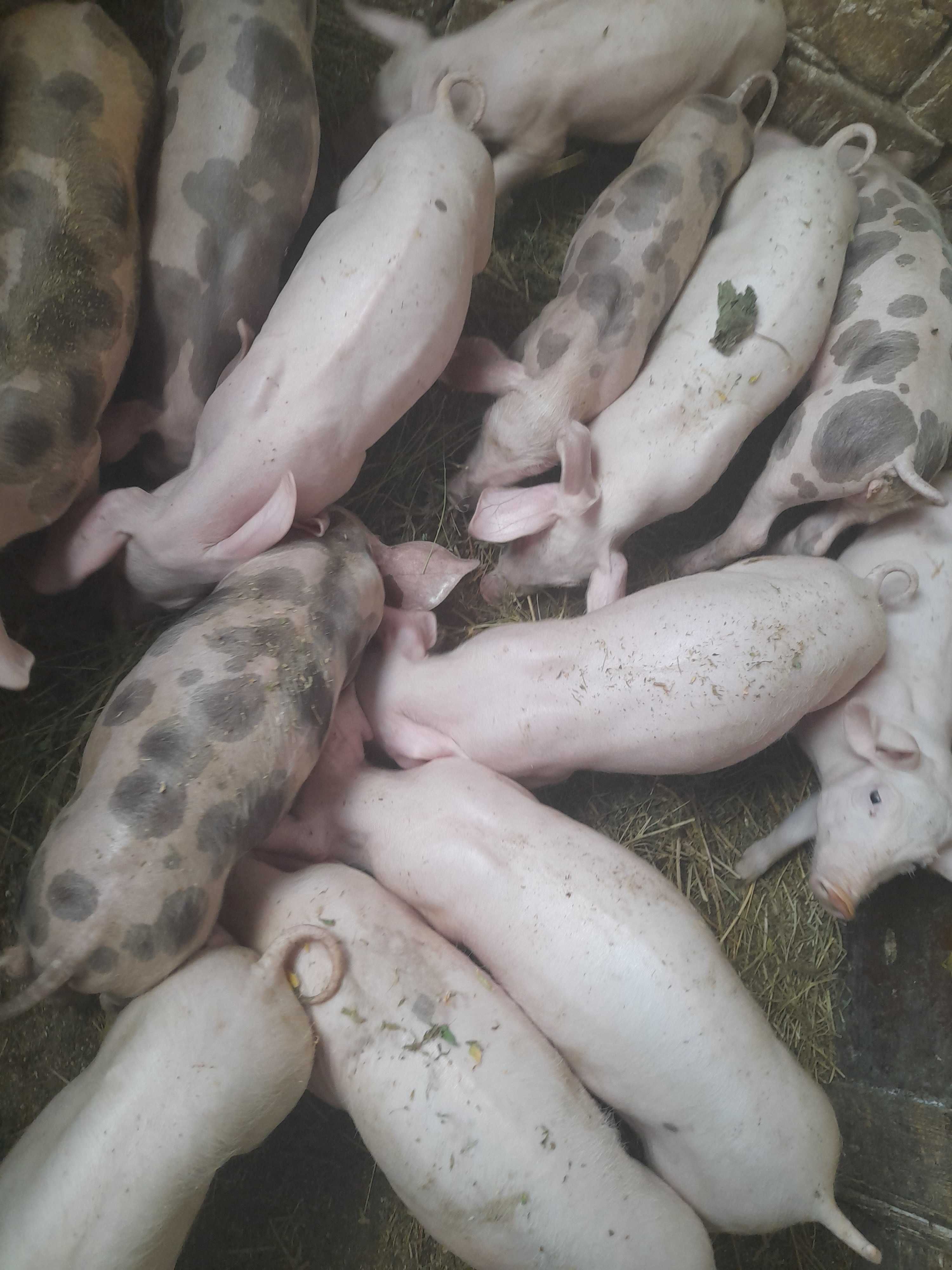 Продам поросят порода велика біла7 неділь.