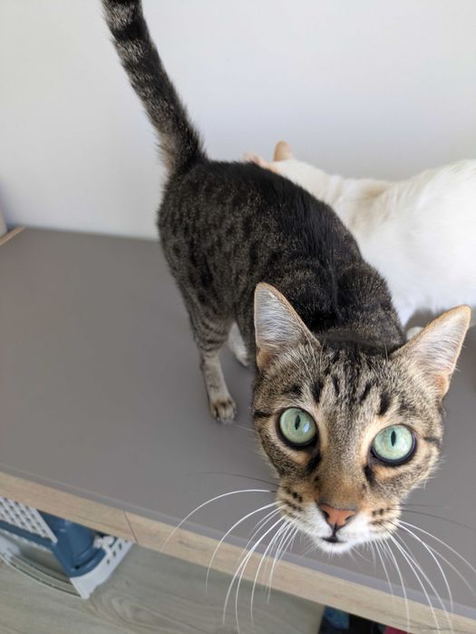 Tico & Teco dois amigos inseparáveis para adoção CONJUNTA