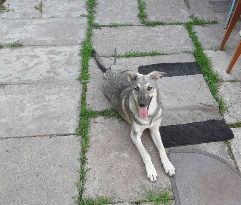 Цуценята в добрі руки