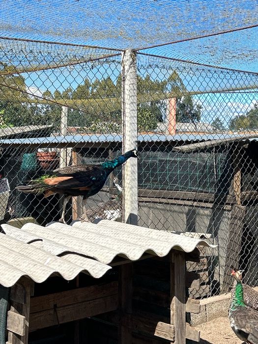 Casal de pavões adultos  reprodutores.