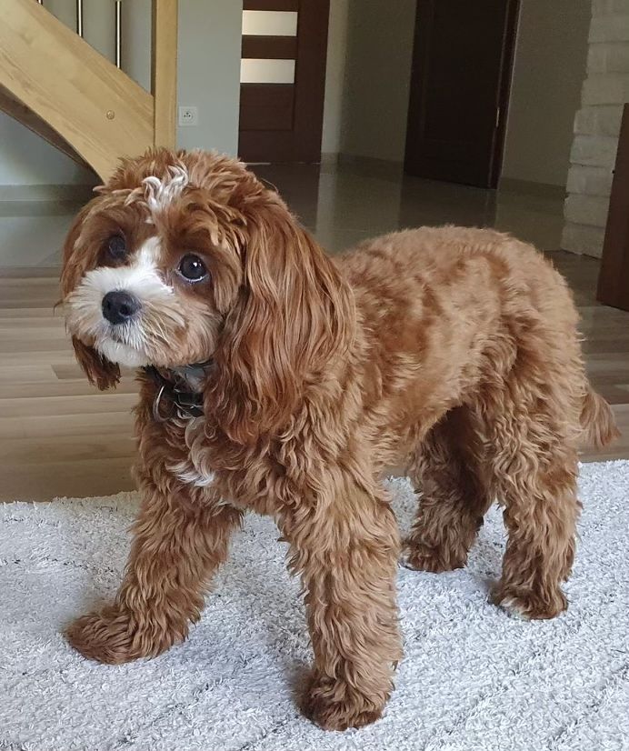 CAVAPOO mix cavalier & pudel toy RED gotowy do odbioru - pies