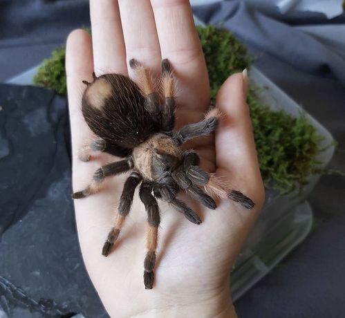 Brachypelma emilia паук птицеед для новичков