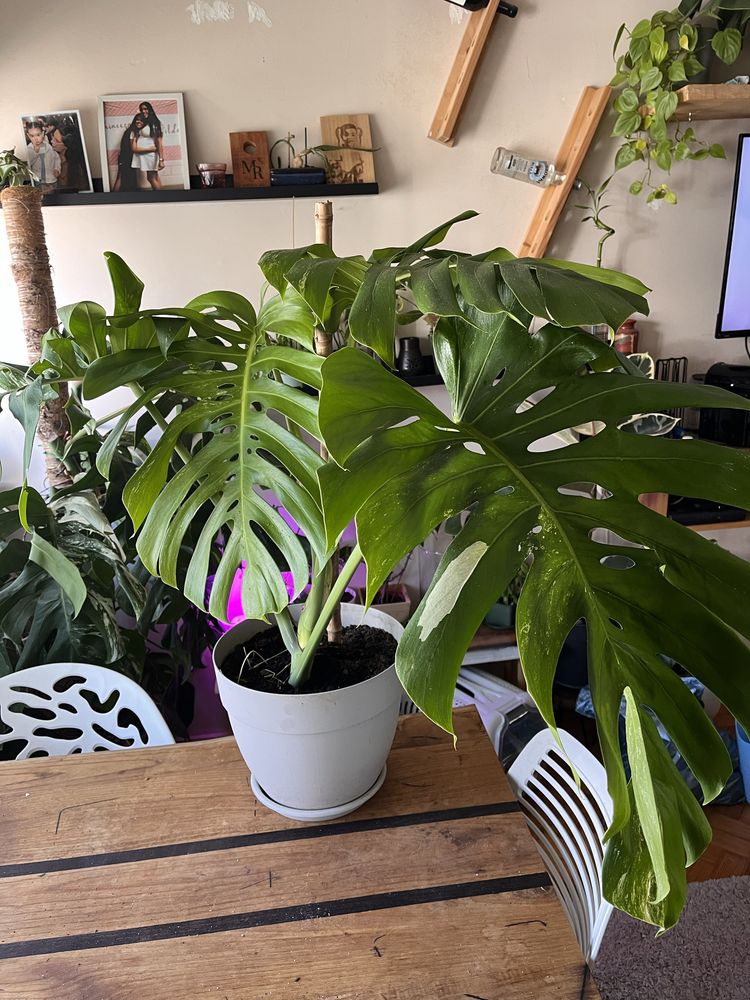 Monstera Deliciosa Variegata