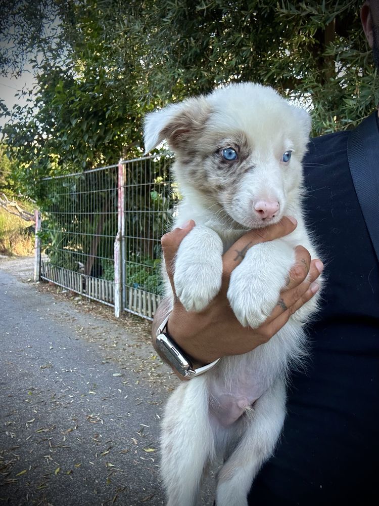 Menino border collie red merle
