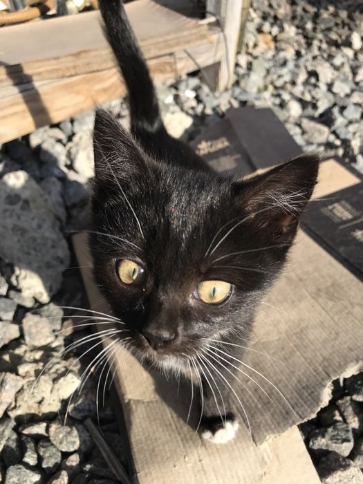 Гарні котята шукають новий дім. Дуже акуратні , ідять все. Три місяці.