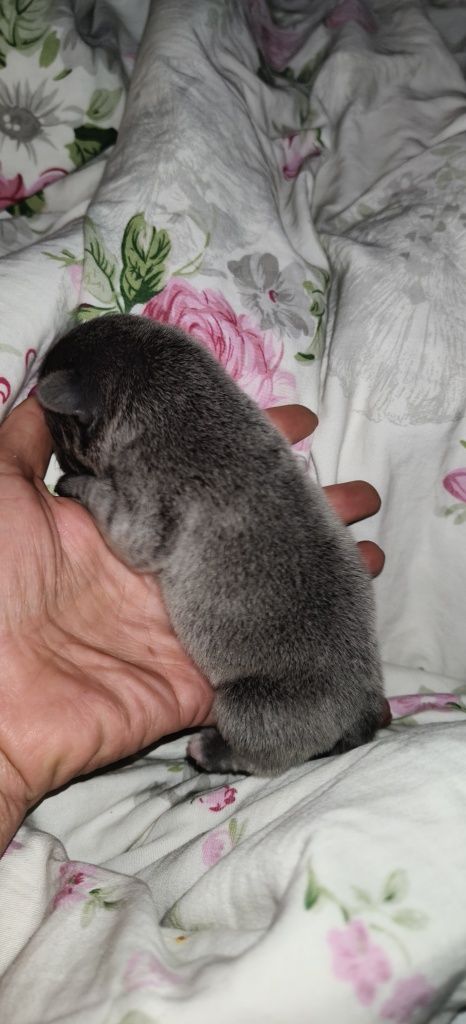 Buldog francuski niebieski