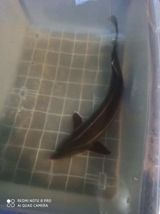 Продається обладнання для рибної ферми