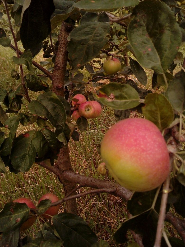 Уникальные саженцы яблони