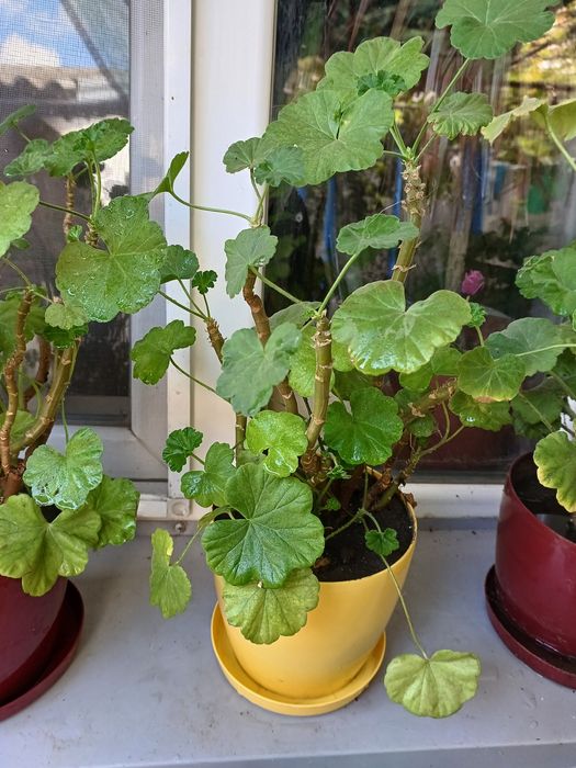 Герань пеларгония красная и белая