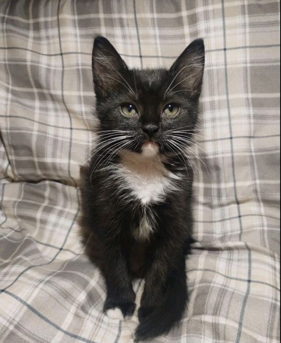 Миле та грайливе кошеня шукає домівку