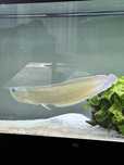 Arowana okolo 50cm