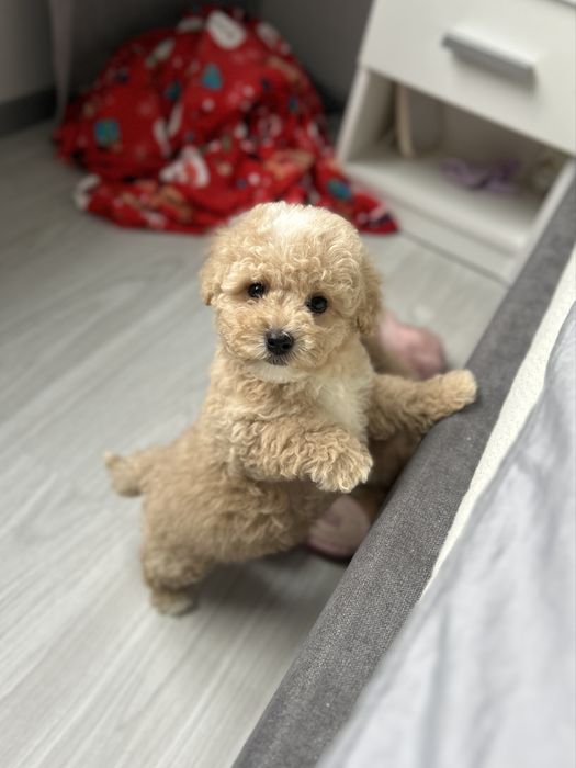 Милейший мальчик мальтипу ф1 беби фейс в Киеве