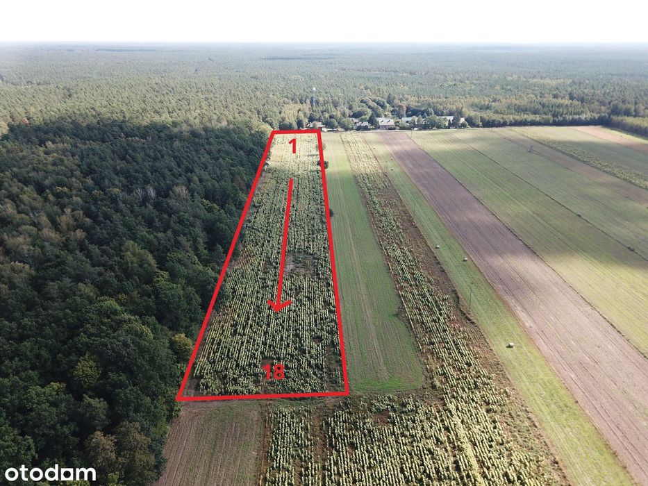 Kompleks 18 działek budowlanych pod lasem–Porządzie 75 km od Warszawy