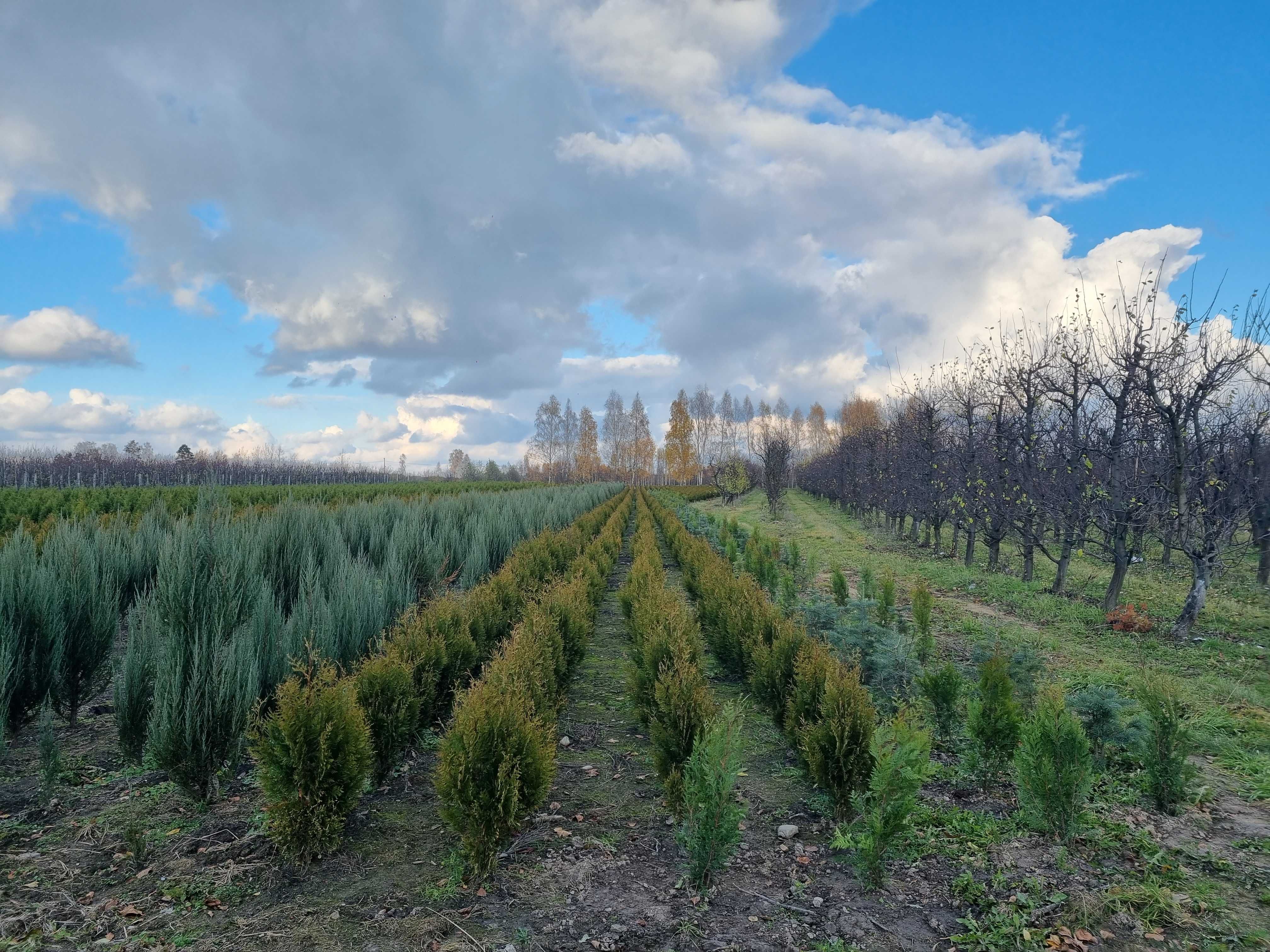 Tuja kórnik, tuja kurnik, żywotnik zachodni kórnik, thuja kurnik