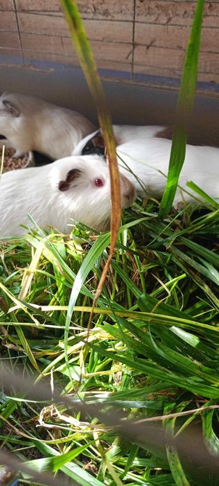 Swinki morskie młode