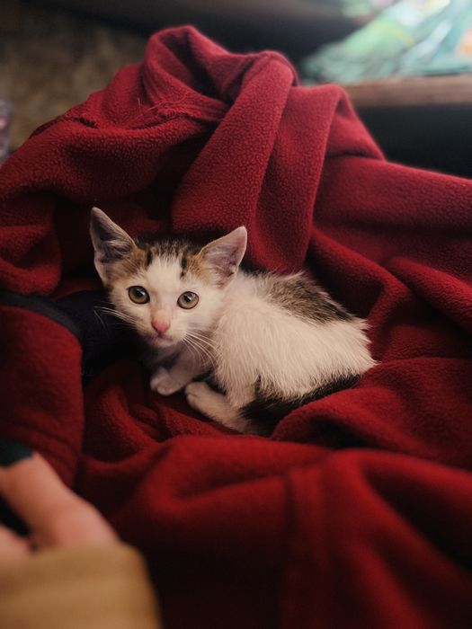 Дуже гарненьке кошеня, хлопчик