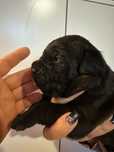 Czarny szczeniak Cane Corso szczeniaczek mocni rodzice z rodowodem