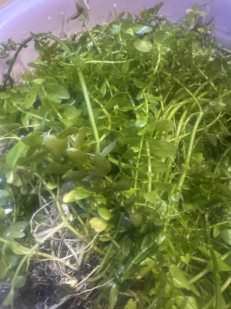 Vendo estas plantas ou troco por peixes